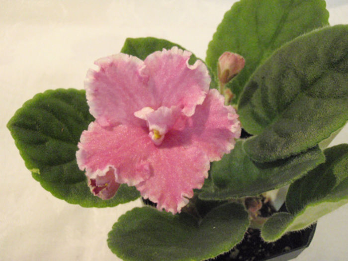 Party Parasol - 03-African violets