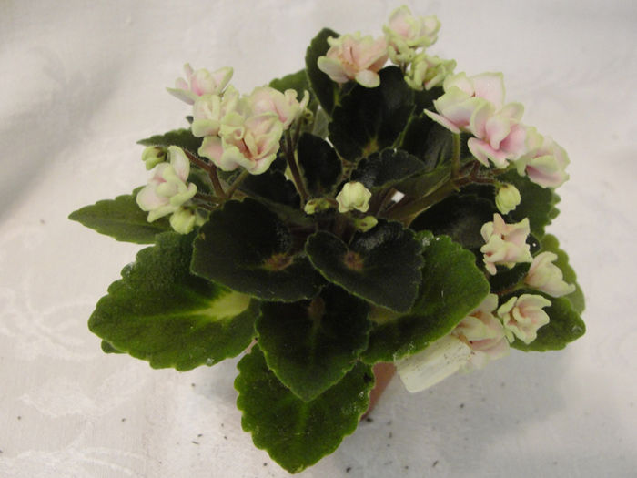 Petite Blarney - 03-African violets