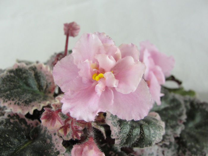 Pink Feathers - 03-African violets