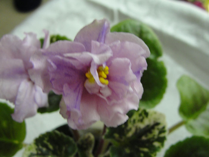 Pink Mischief - 03-African violets
