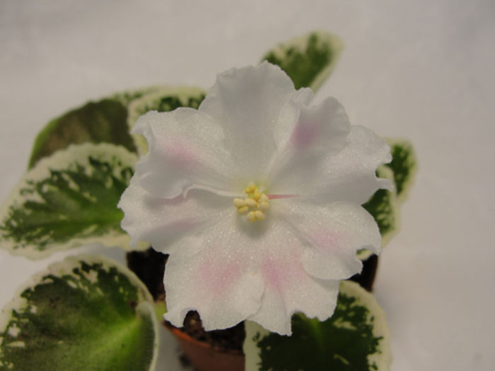 Pink Sensation - 03-African violets