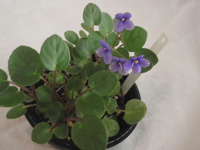 Pixie Blue - 03-African violets