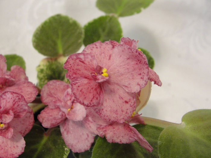 Playful Kisses - 03-African violets