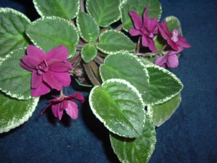 Pow Wow - 03-African violets