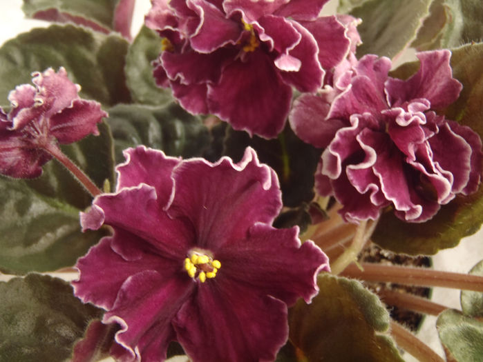 Powder Keg - 03-African violets
