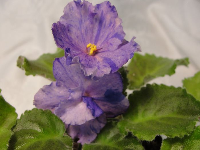 Pretty Miss Kelly - 03-African violets