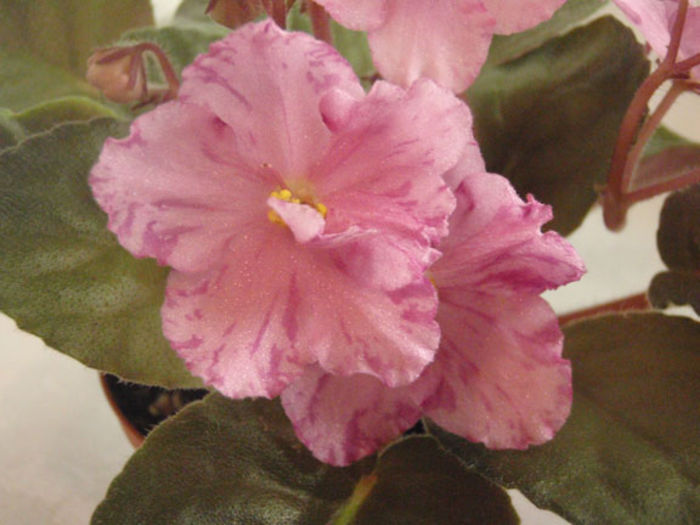 Pretty n Pink - 03-African violets
