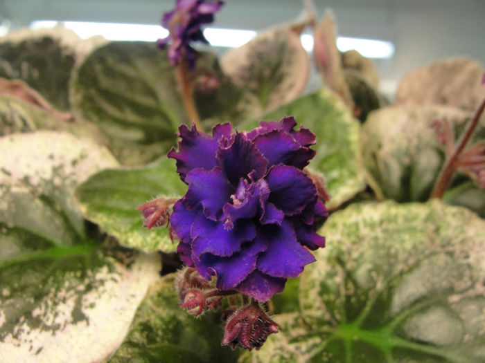 Private Dancer - 03-African violets