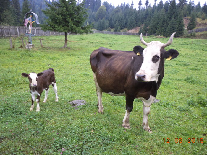 O vaca frumoasa  a manastirii cu vitel-1 - COBORATUL DE LA STANA-DEALUL-ALB-2015