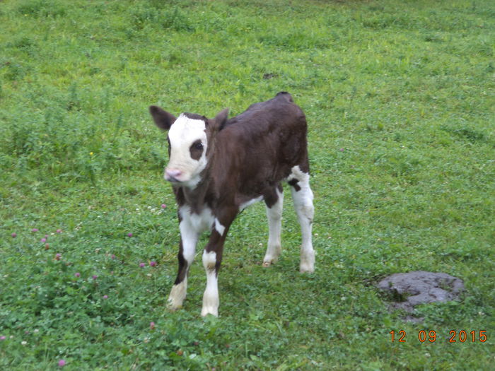 Un vitel frumos al manastirii-2 - COBORATUL DE LA STANA-DEALUL-ALB-2015