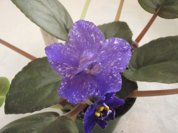 Rainbows Quiet Riot - 03-African violets