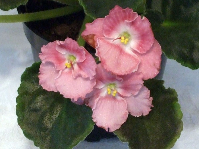 Raphael - 03-African violets