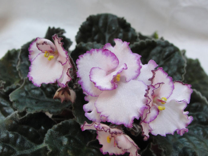 Raspberry Crisp - 03-African violets