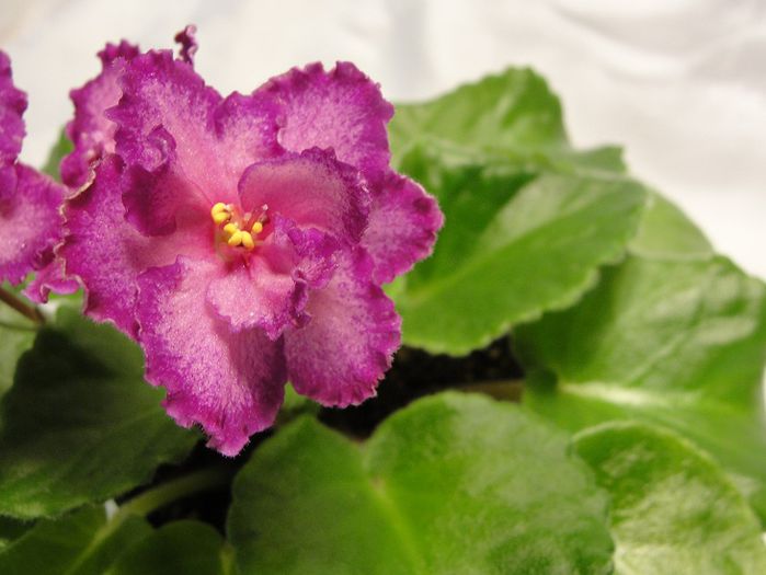 RDs Illusion - 03-African violets
