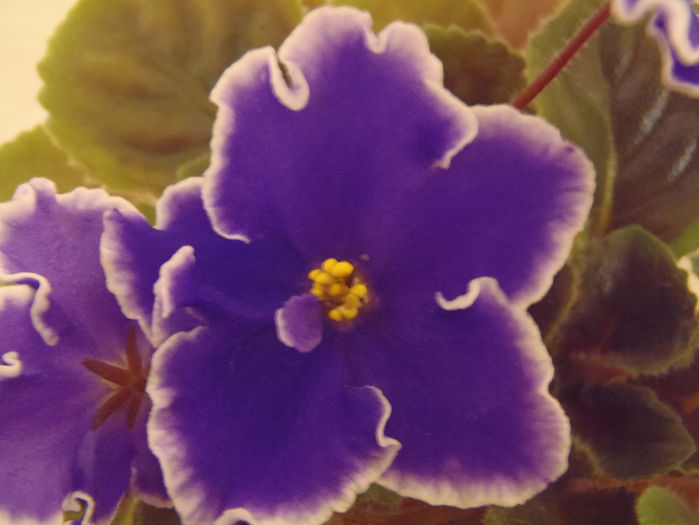 Rebel s Night Breezes - 03-African violets