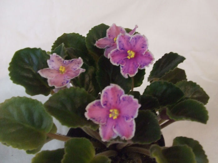 Rebel s Splatter Kake - 03-African violets