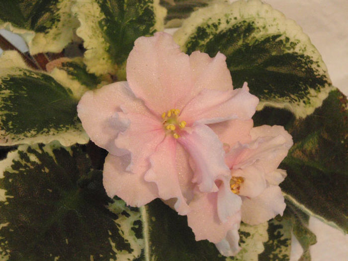 Rebel s Two Cents - 03-African violets