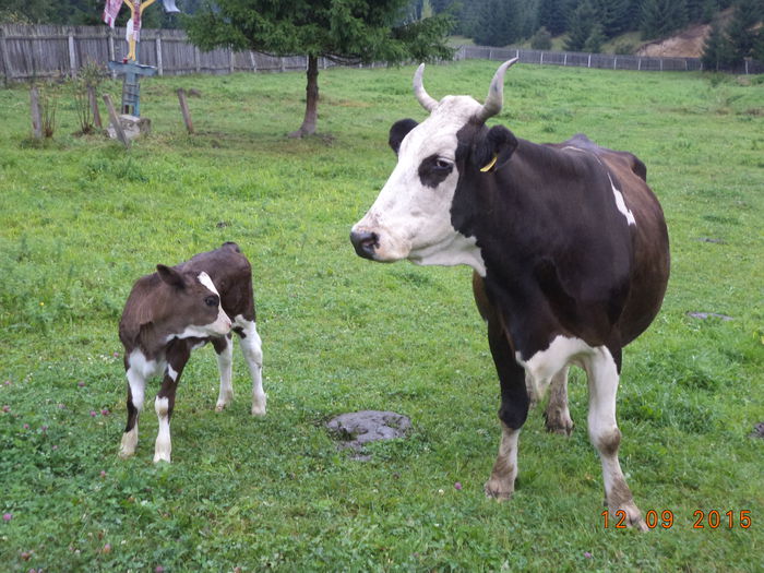 Ciucurel cel negru cu mama lui - COBORATUL DE LA STANA-DEALUL-ALB-2015