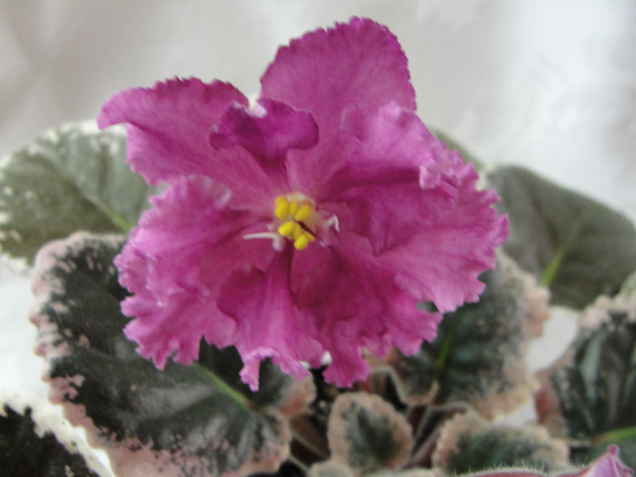 Rebels Restless Heart - 03-African violets