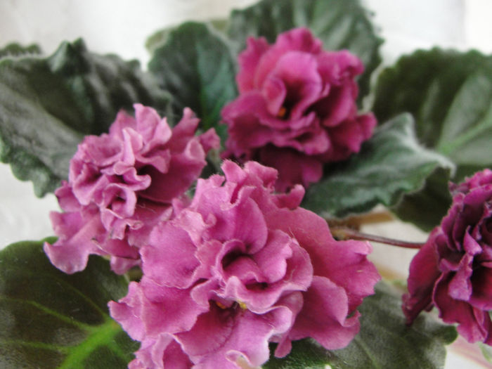 Redoubled - 03-African violets