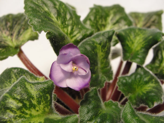 River Falls Twilight - 03-African violets