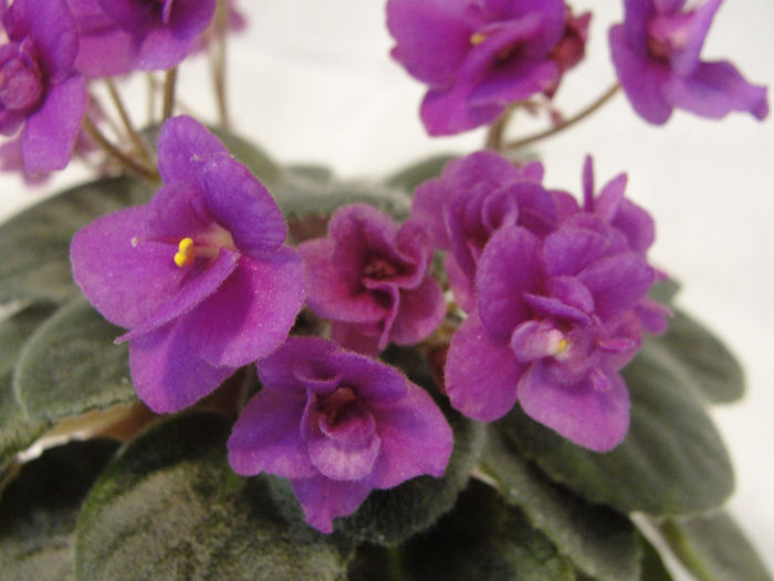 Rob s Bed Bug - 03-African violets