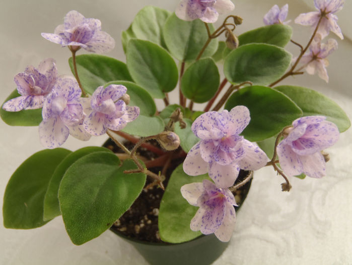 Rob s Boolaroo - 03-African violets