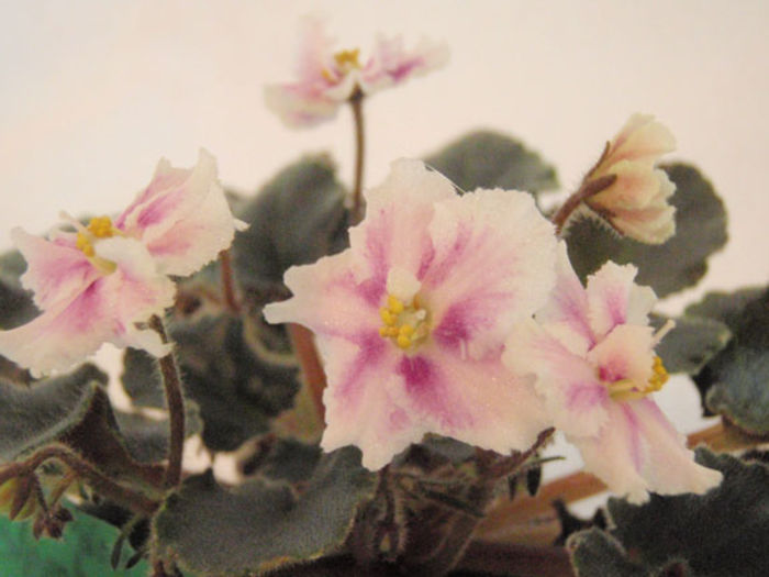 Rob s boondoggle - 03-African violets