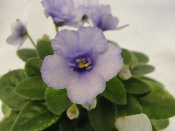 Rob s Chilly Willy - 03-African violets