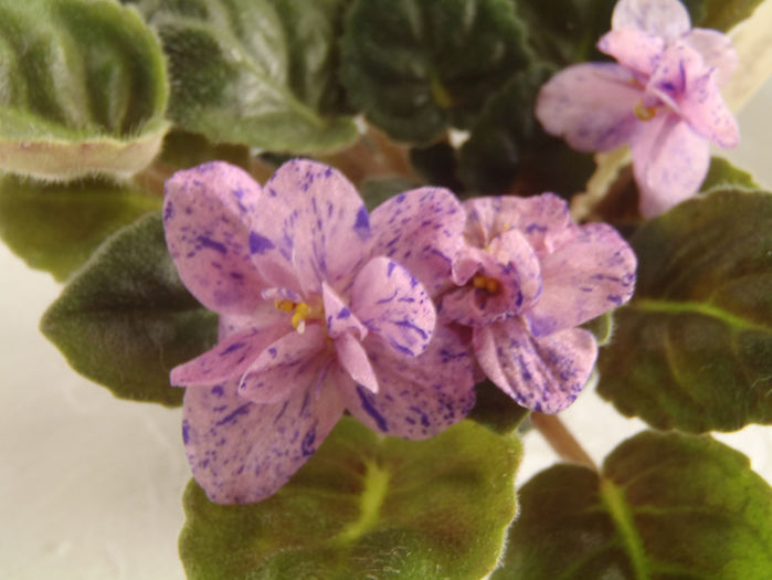 Rob s Dust Storm - 03-African violets