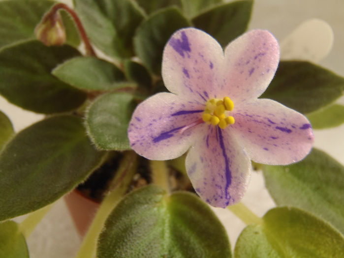 Rob s Fe Fi - 03-African violets