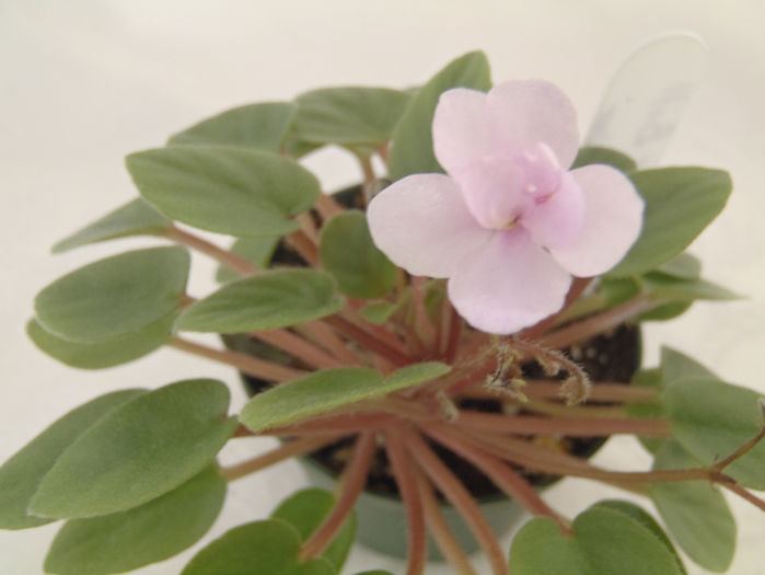 Rob s Sailor Bill - 03-African violets