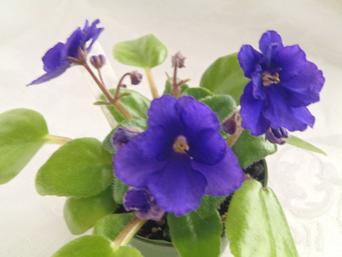 Rob s Shadow Magic - 03-African violets