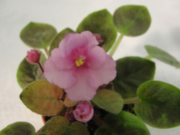 Robs Bad Bunny - 03-African violets