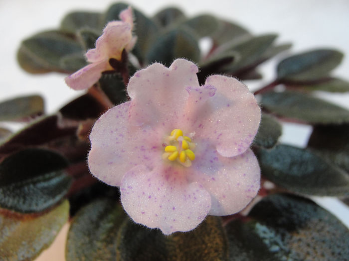 Robs Berry Shake - 03-African violets
