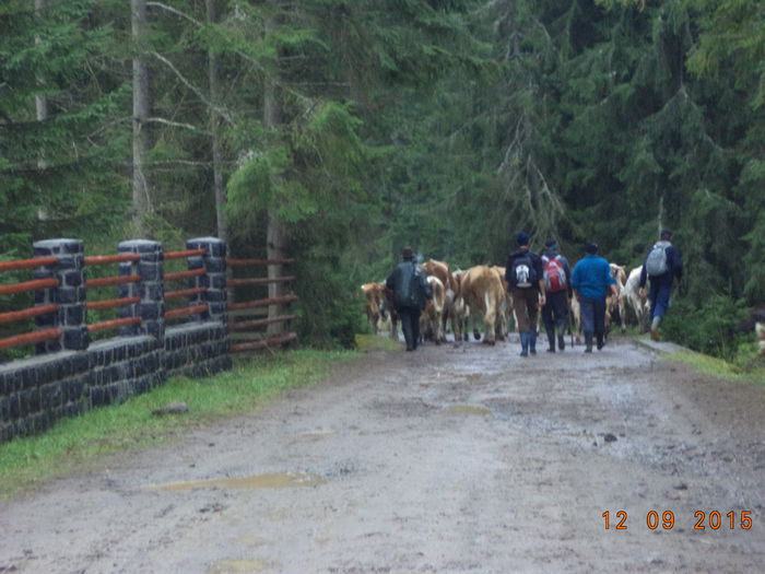Trecem pe langa manastire-8 - COBORATUL DE LA STANA-DEALUL-ALB-2015