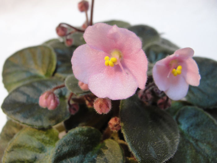 Robs Boogie Woogie - 03-African violets