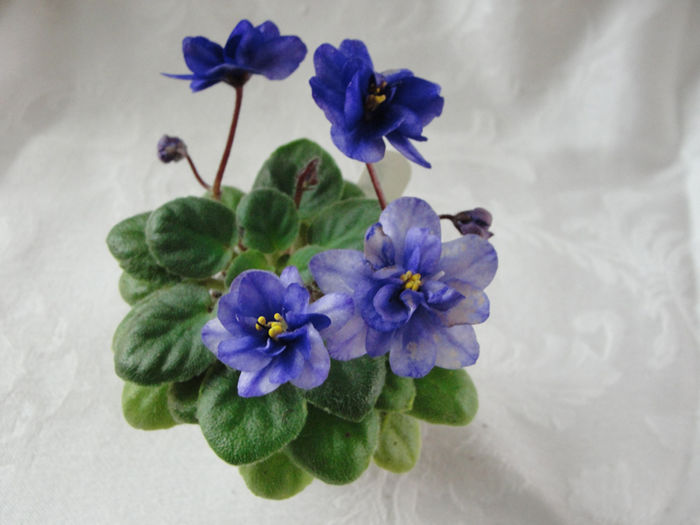 Robs Cloudy Skies - 03-African violets