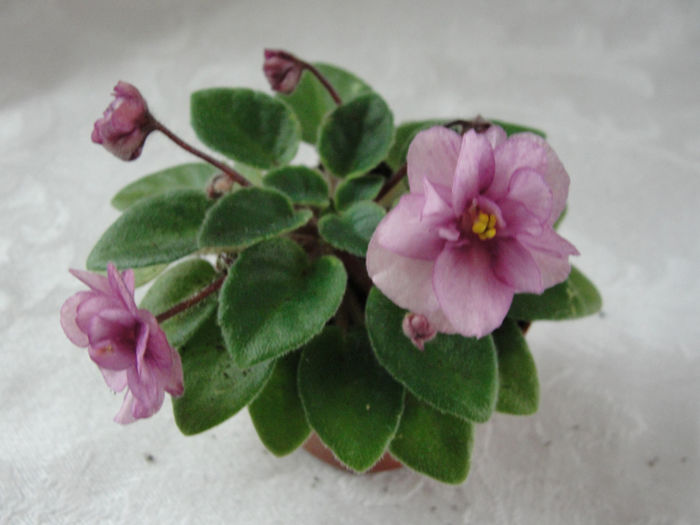 Robs Cool Fruit - 03-African violets