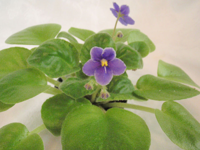 Robs Dodo Bird - 03-African violets