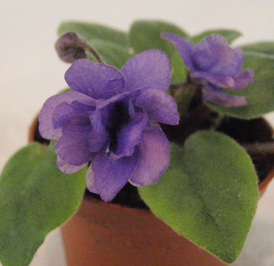 Robs Galiwinku - 03-African violets