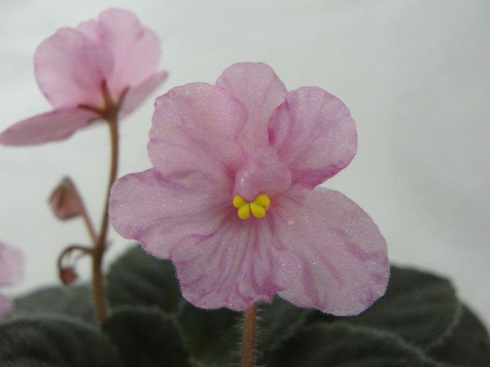 Robs Ooey Gooey - 03-African violets