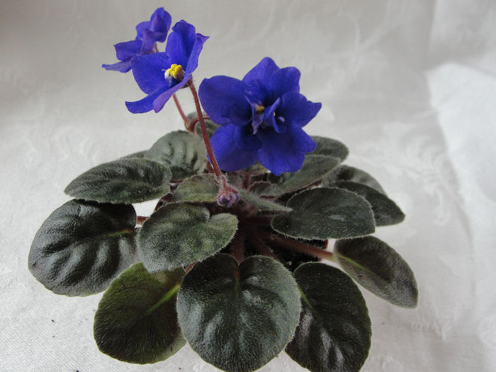 Robs Oolong - 03-African violets