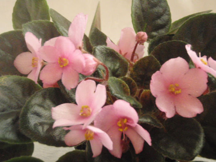 Robs Pink Buttercups - 03-African violets