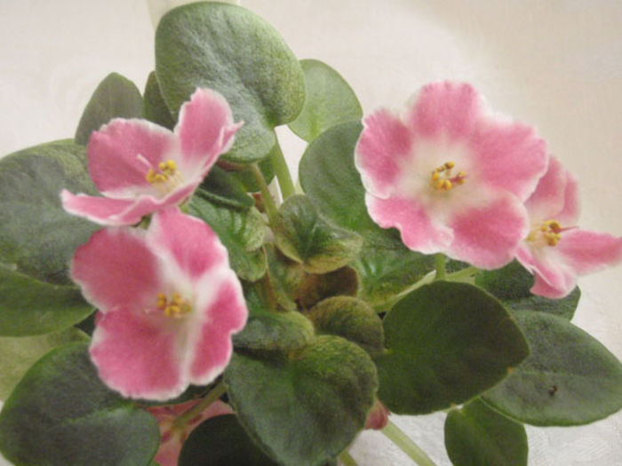 Robs Scrumptious - 03-African violets
