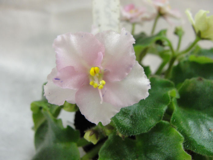 Robs Smarty Pants - 03-African violets