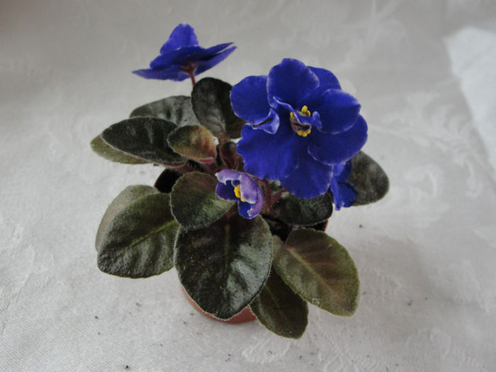 Robs Zoot Suit - 03-African violets