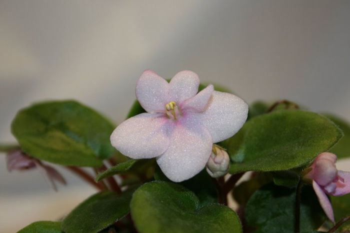 Robs_Willawong_Trailer - 03-African violets