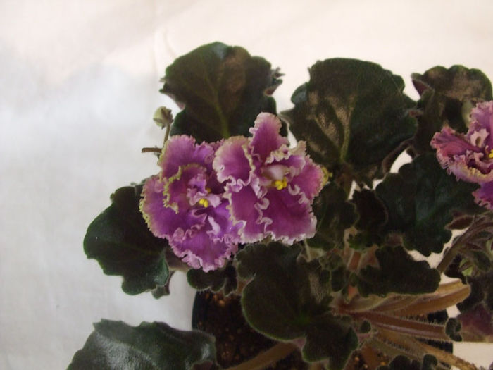 Rosie Ruffles - 03-African violets
