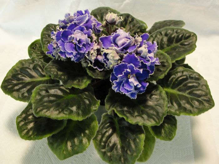 RS-Vikont - 03-African violets